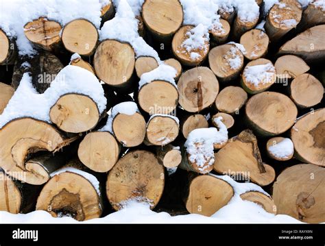 Firewood Stacked In Piles And Covered With Snow In The Forest In Close