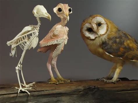 Naked Owls What Do Owls Look Like Without Feathers