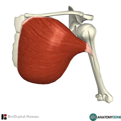 Diagram Pectoralis Major Muscle Diagram Mydiagram Onl Vrogue Co