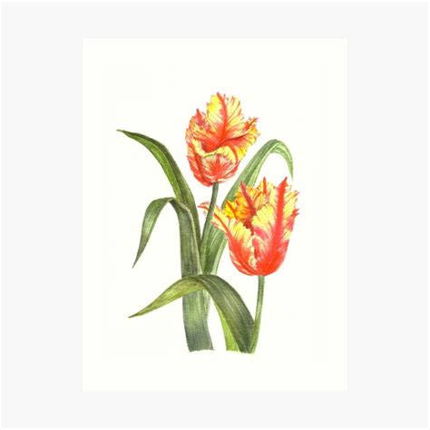 Watercolour Yellow Parrot Tulips Botanical Painting Art Print By Farida
