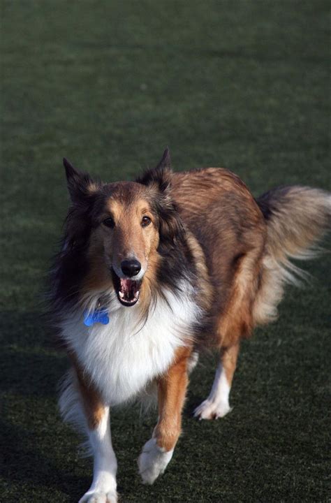 Lassie Minnesota Sheltie Rescue
