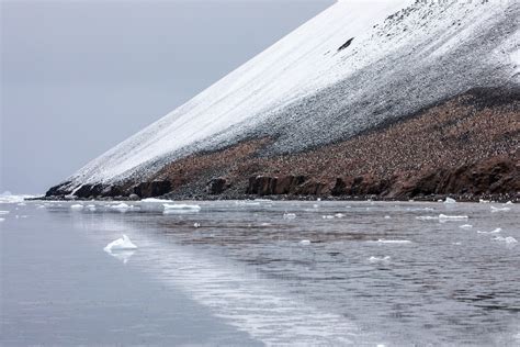 Antarctica The Falkland Islands And South Georgia Tour Report 2020 Wild Images Photography Tours