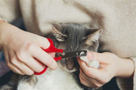How To Trim Your Cats Nails Without Getting Scratched Munchkin Kitten Store
