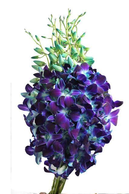 dendrobium orchids for weddings dendrobium orchid wedding bouquet ideas blue and purple
