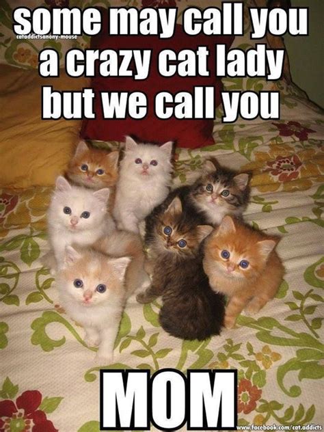 18 Reason Why Cats Talking To You So Much Funny Cute Cats Funny