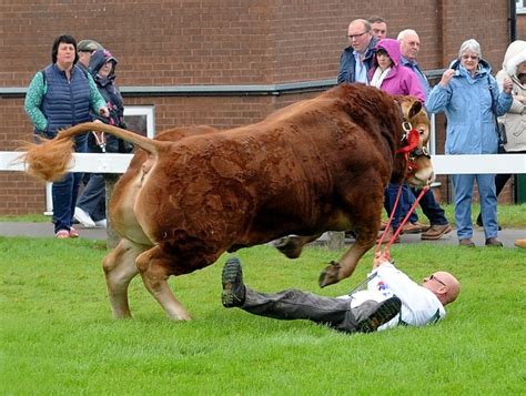 Prize Winning Bull Knocks Handler Unconscious Getting Spooked At Show Metro News