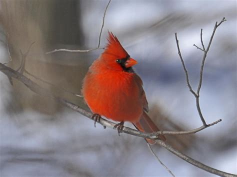 How To Attract Cardinals To Your Backyard And Birdfeeder