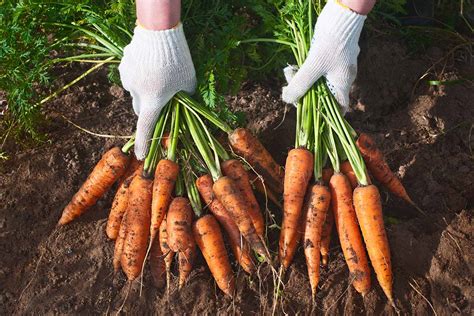 How To Plant And Grow Nantes Carrots Gardeners Path