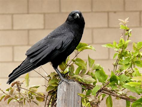 Fileamerican Crow