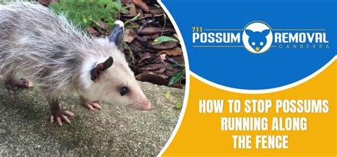 How To Stop Possums Running Along The Fence 711 Possum Removal Canberra