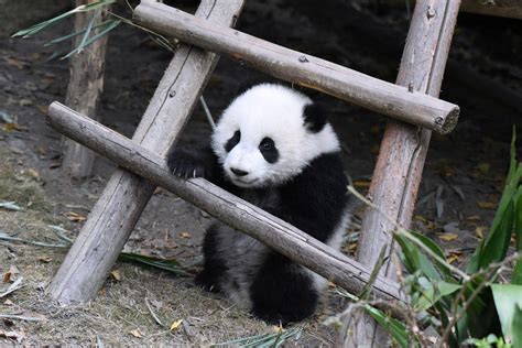 Giant Panda Meng Yu 5th Meng At Chengdu Research Base Of Giant Panda