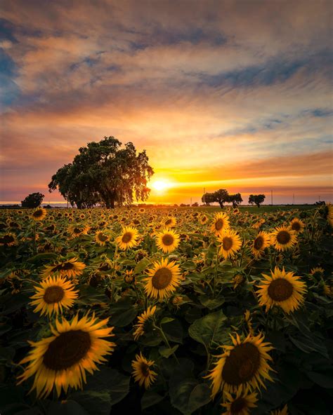 Itap Of Sunflowers At Sunset Those Arent Clouds It Is Actually Smoke