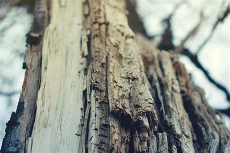 Closeup Photography Of Bare Tree · Free Stock Photo