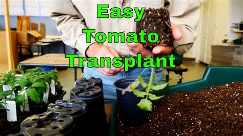 How To Transplant Tomato Seedlings Youtube