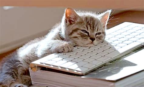If you're not sure if your cat will use an exercise wheel, the manufacturers usually offer. Rescuing BPO from its trough of directionless boredom ...