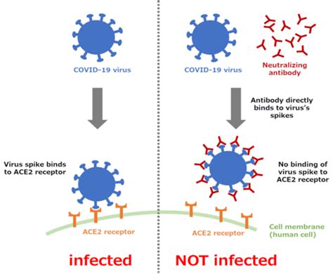 “super Neutralizing Antibody” Protects Against Infection Of A Variety