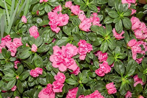 how to grow and care for florist s azaleas indoors