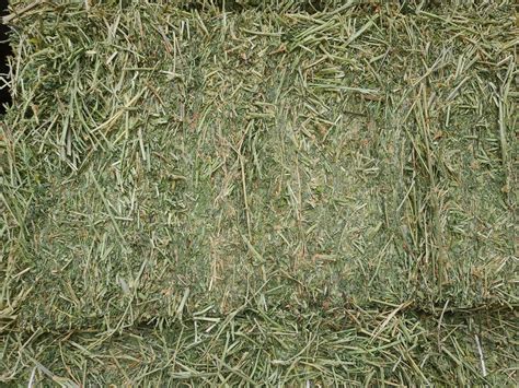 Alfalfa Bale 3 String — Russell Feed And Supply