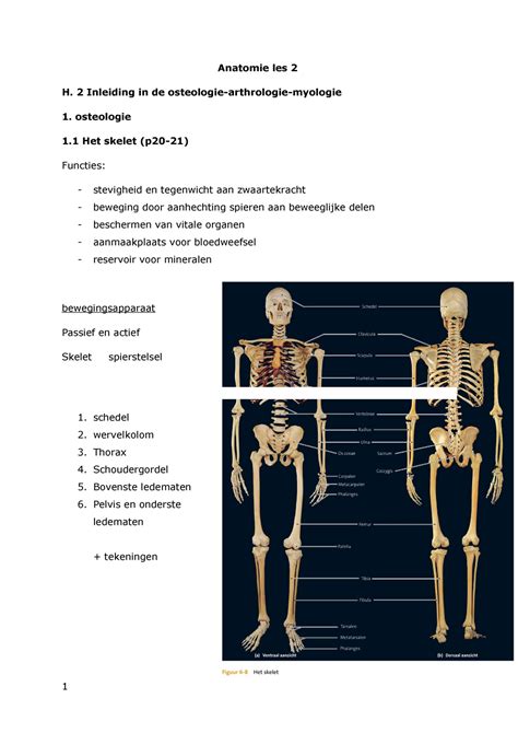 Anatomie Skelet Anatomie Les 2 Inleiding In De Het Skelet En