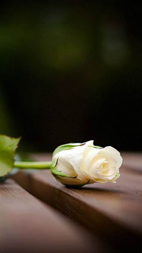 Elegant White Rose On Wood Blur Iphone 6 Wallpaper Roses