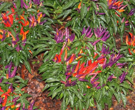 The Ornamental Pepper - Beautiful and Versatile! - Old World Garden Farms