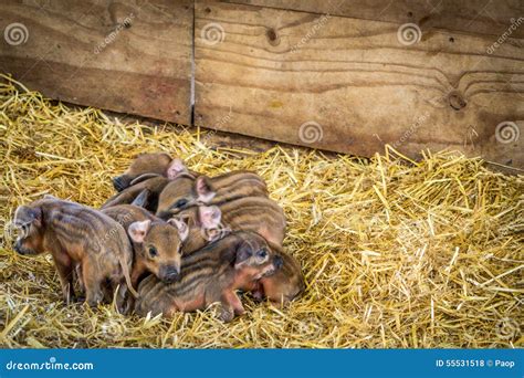 Newborn Piglets Stock Photo Image Of Barn Breed Brown 55531518