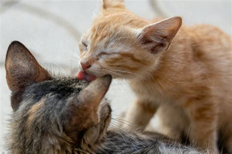 Why Do Cats Lick Each Other Learn More About Pets