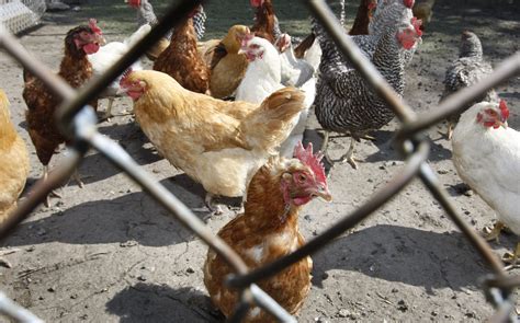 32 Hq Pictures Backyard Chickens Salmonella Cdc Warns Of Growing Salmonella Outbreak Linked To