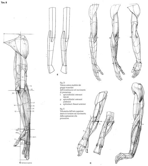 Pin By Timur Mutsaev On Human Anatomy Human Anatomy Drawing Anatomy