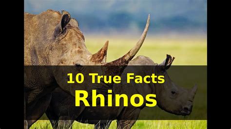 10 True Facts Rhinos Youtube