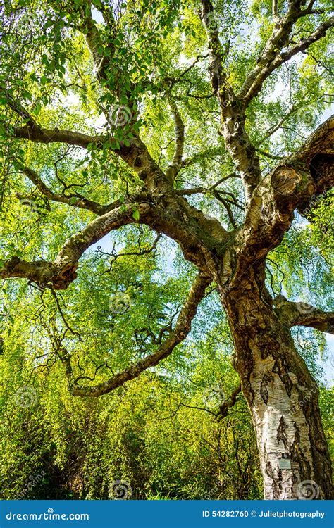 An Old Birch Tree With Long Branches In Spring Time Stock Photo