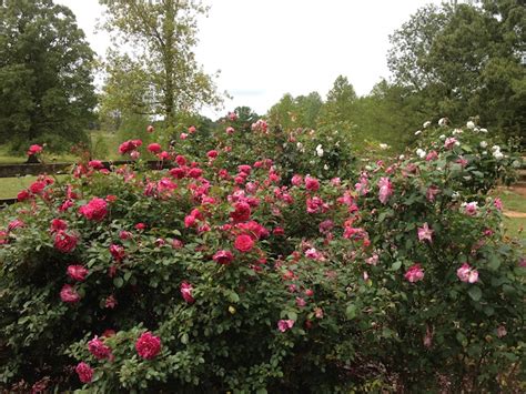 The first possible cause of suddenly excessive thorn production is rose rosette. Rose Rosette Disease. What To Do When You Get It ...