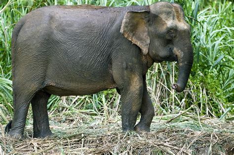 Borneo Pygmy Elephant Photograph By Tony Camacho