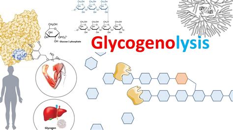 Glycogenolysis Glycogoneoglycans And Insulin Resistance Flashy Info