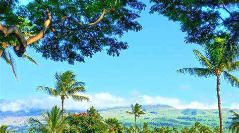 Tropical Water Tropical Forest Hawaii Isle Of Maui Maui Palm Trees Beach Waterfall