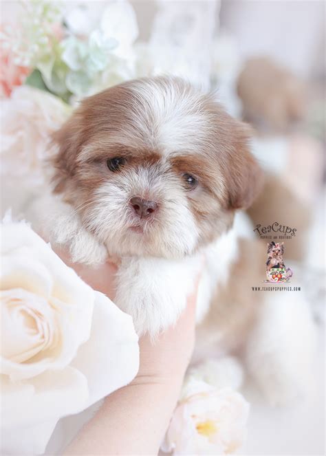 Shih Tzu Puppy For Sale Teacup Puppies 383 Teacup Puppies And Boutique