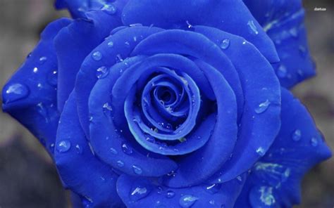 3d Blue Rose Wallpaper Blue Rose Hd Wallpapers Most Beautiful Full