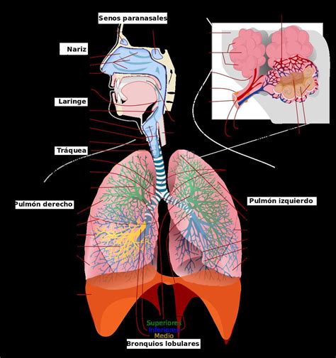 Qué función cumple cada órgano del sistema respiratorio Brainly lat