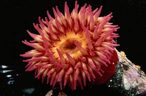 A Beautiful Sea Anemone In Shades Photograph By George Grall