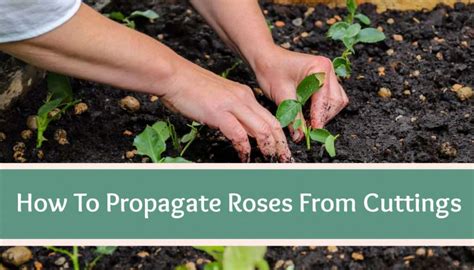 How To Propagate Roses From Cuttings High Country Farms