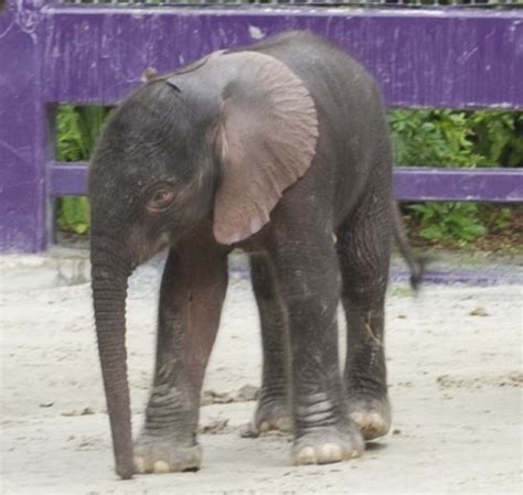 Sixth Baby Elephant Brings Cuteness And Joy To Disneys Animal Kingdom