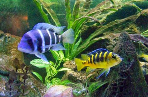 Dengan bentuknya yang memanjang ke atas akuarium ini berkesan bagus dan sekaligus indah. Jenis Ikan Hias yang Bagus dan Cocok untuk Di Pelihara Di ...