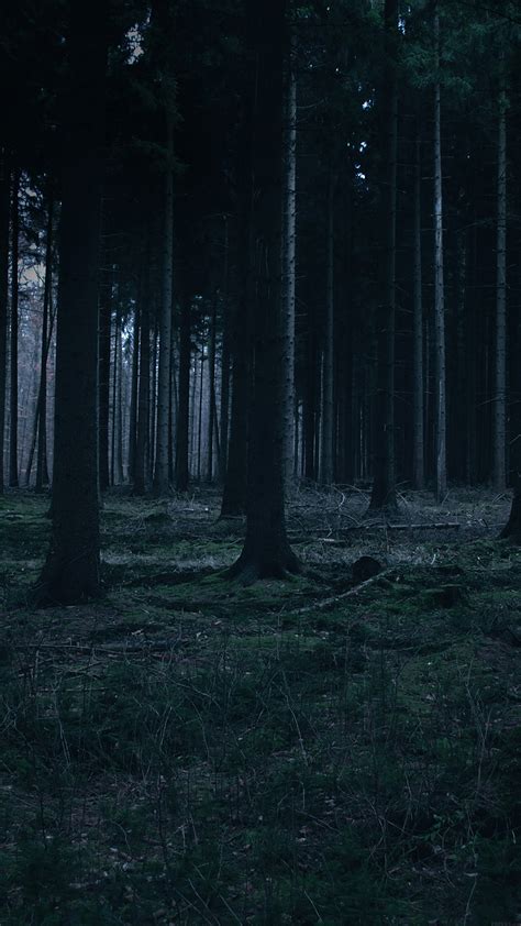 Dark Forest Iphone Wallpaper 74 Images