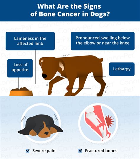 Bone Cancer Osteosarcoma In Dogs Canna Pet