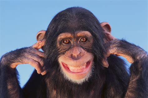 Funny Images Of Monkeys