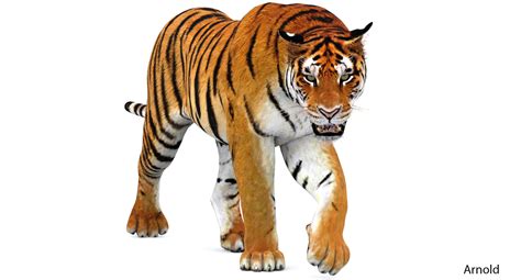 3d Tiger Animation Turbosquid 1252636