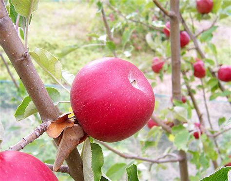 File:Red apple.jpg - Wikimedia Commons