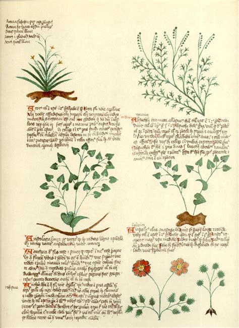 Voynich Manuscript Herbal Section Voynich Manuscript Illuminated