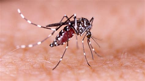 What Is Zika Virus Everything You Need To Know About The Contagious Disease The Statesman