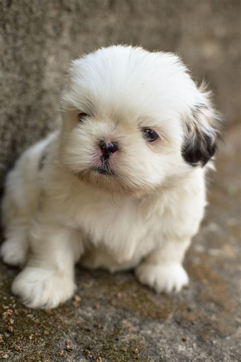 Free Images Puppy Animal Vertebrate Dog Breed Petit Maltese